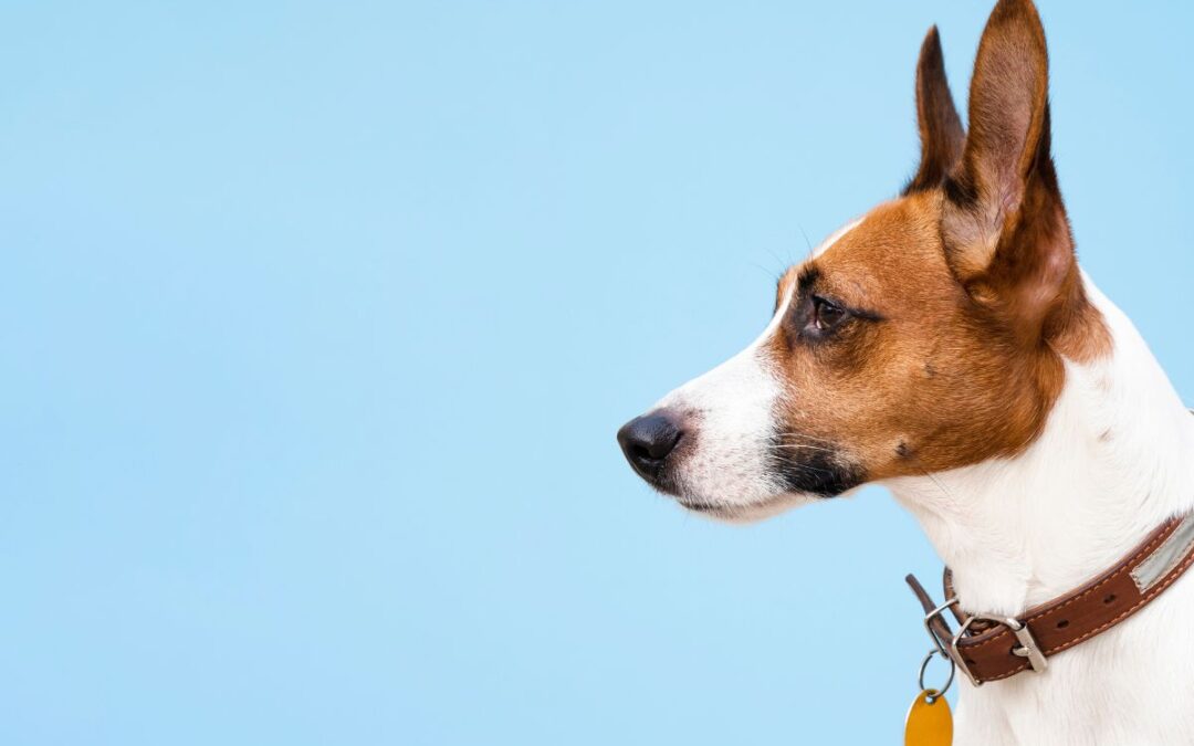 La Importancia de una Identificación con QR en las Mascotas